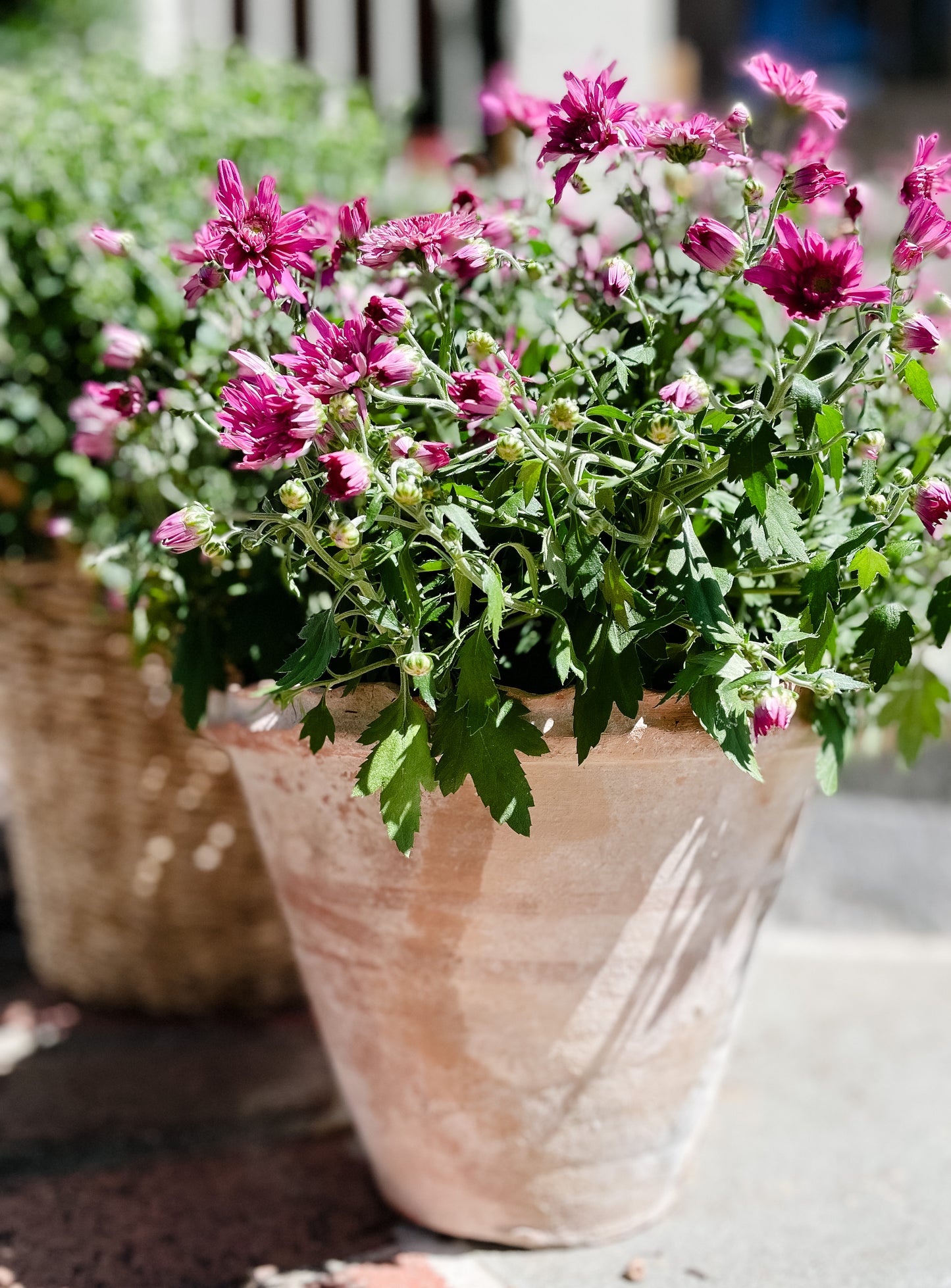 Vintage Turkish Scallop Planters